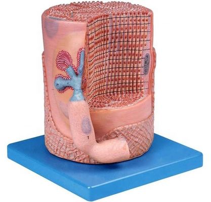 Advanced PVC Medical Science Anatomical Model Skeletal Muscle Fibers Nucleus of Muscle Cell 3D Model