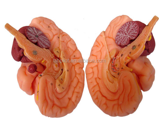 8 Parts Deluxe Human Teaching Plastic Brain Model for Hospitals Nervous System Anatomy