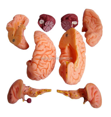 8 Parts Deluxe Human Teaching Plastic Brain Model for Hospitals Nervous System Anatomy