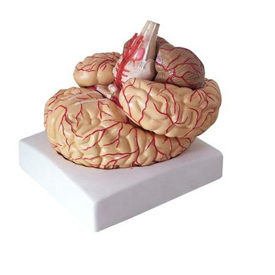 Anatomical Model for Displaying Brainstem Anatomy Medical Hemispheric Teaching Tool