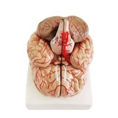 Anatomical Model for Displaying Brainstem Anatomy Medical Hemispheric Teaching Tool