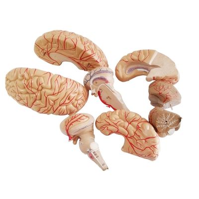 Anatomical Model for Displaying Brainstem Anatomy Medical Hemispheric Teaching Tool