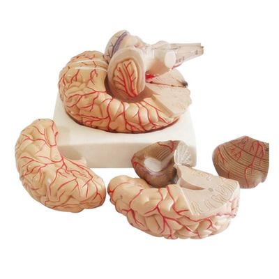 Anatomical Model for Displaying Brainstem Anatomy Medical Hemispheric Teaching Tool