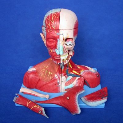 Medical Study Advanced PVC Human Head Muscles Nerves and Brain Anatomical Torso Model