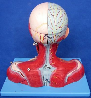 Medical Study Advanced PVC Human Head Muscles Nerves and Brain Anatomical Torso Model
