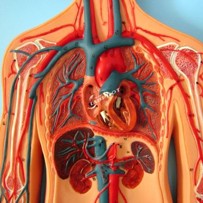 Human Vasculature Models Displaying Anatomy of the Cardiovascular System for Training