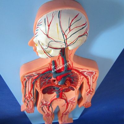 Human Vasculature Models Displaying Anatomy of the Cardiovascular System for Training