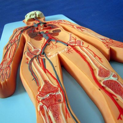 Human Vasculature Models Displaying Anatomy of the Cardiovascular System for Training