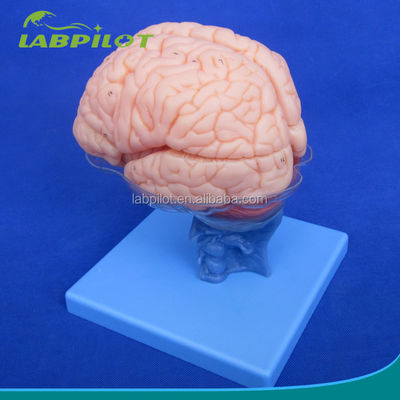 Human Life Size 3D Teaching Anatomy Model 15 Detachable Pieces for Medical Science