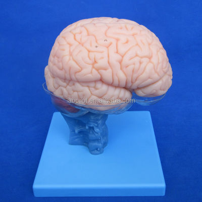 Human Life Size 3D Teaching Anatomy Model 15 Detachable Pieces for Medical Science