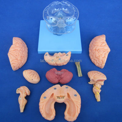 Human Life Size 3D Teaching Anatomy Model 15 Detachable Pieces for Medical Science