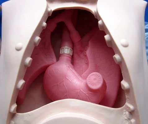 Medical Teaching Simulators Nursing Training Manikin for NG Tube Feeding and Intubation