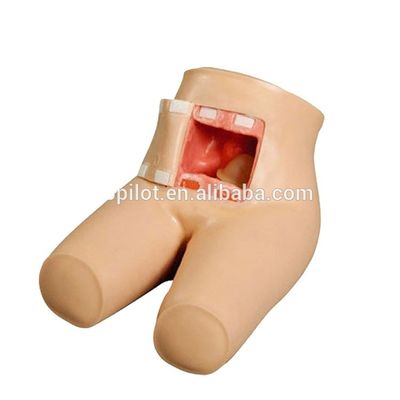 Assisted Defecation and Enema Care Training Model Ideal for Medical Science Education