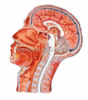 Two-sided Half Head and Brain Model for Hospitals Displaying Head Median Sagittal Section