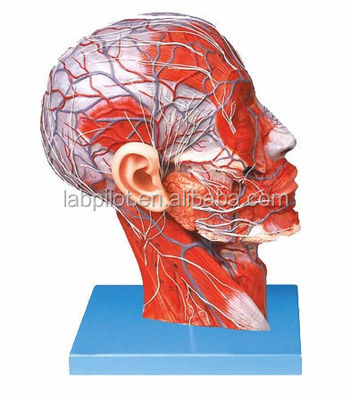 Two-sided Half Head and Brain Model for Hospitals Displaying Head Median Sagittal Section