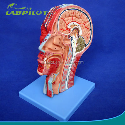 Educational Demonstration Anatomical Half Head Model with Brain and Vessels