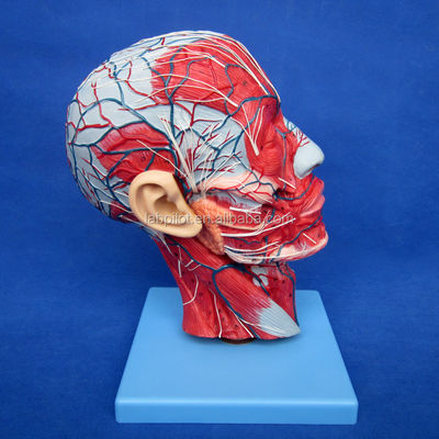 Educational Demonstration Anatomical Half Head Model with Brain and Vessels