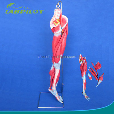 Detachable Muscles of Lower Limb Medical Model Advanced PVC for Anatomy Education