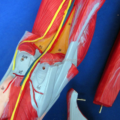 Detachable Muscles of Lower Limb Medical Model Advanced PVC for Anatomy Education