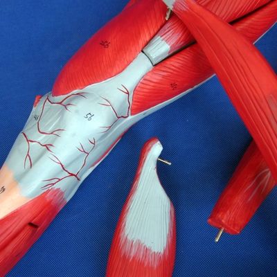 Detachable Muscles of Lower Limb Medical Model Advanced PVC for Anatomy Education