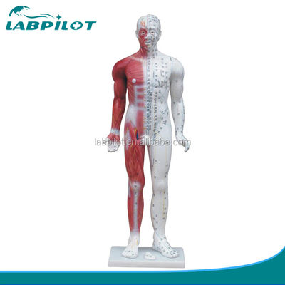 Meridian Demonstration Deluxe Human Acupuncture Model 84CM With Muscle for Education