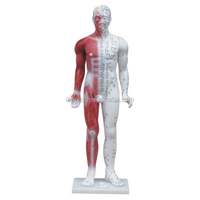 Meridian Demonstration Deluxe Human Acupuncture Model 84CM With Muscle for Education