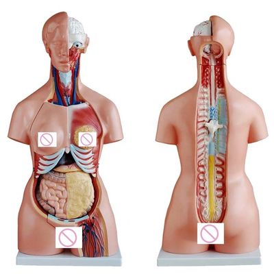 Female Breast Wall Brain Lung and Heart Organ Model for Human Life Size Teaching