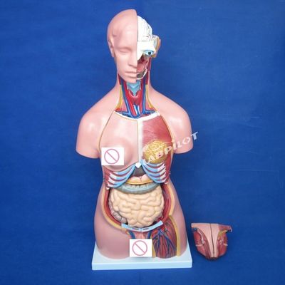 Female Breast Wall Brain Lung and Heart Organ Model for Human Life Size Teaching