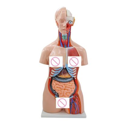 40 Parts Brain Heart Lung Stomach Kidney Model for Medical Anatomy Teaching in Hospitals