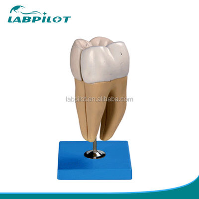 Detailed Anatomy Structures of Adult Lower Molar Teeth Advanced PVC Dental Care Model