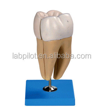 Detailed Anatomy Structures of Adult Lower Molar Teeth Advanced PVC Dental Care Model