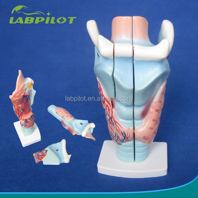 3-Part Larynx and Thyroid Gland Model Essential for Studying Human Respiratory System