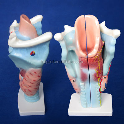 3-Part Larynx and Thyroid Gland Model Essential for Studying Human Respiratory System