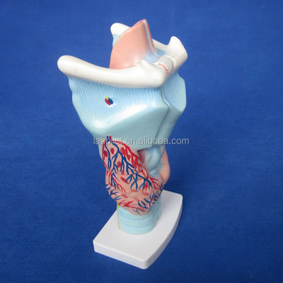 3-Part Larynx and Thyroid Gland Model Essential for Studying Human Respiratory System
