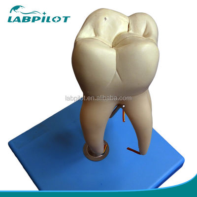 Dental Care Demonstration Detachable Anatomical Teeth Model for Three-Root Molar Teeth