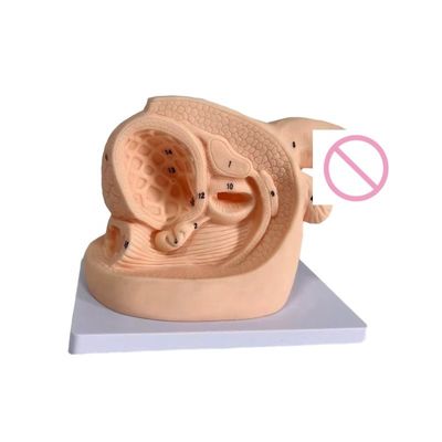 Combination Nursing Dummy Human Life Size Female Genital Organ Model for Teaching