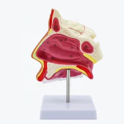 Median Sagittal Nasal Cavity Model with Detailed Anatomy Structures and Advanced PVC
