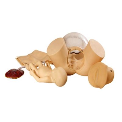 Patients Care demonstration Comprehensive Childbirth Skill Training Model Obstetric Technical Training Manikin