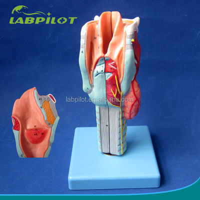 Advanced PVC Anatomical Demonstration Detachable Larynx Model with 33 Anatomy Marks