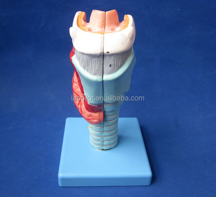 Advanced PVC Anatomical Demonstration Detachable Larynx Model with 33 Anatomy Marks