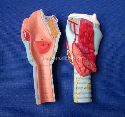 Advanced PVC Anatomical Demonstration Detachable Larynx Model with 33 Anatomy Marks