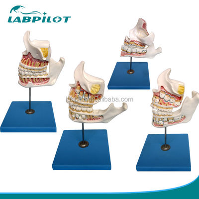 Function Demonstrate Lower Molar Teeth Detailed Anatomy Structures for Dental Research