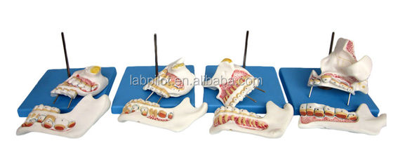 Function Demonstrate Lower Molar Teeth Detailed Anatomy Structures for Dental Research