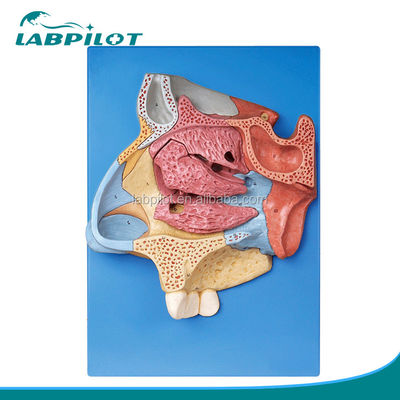Advanced PVC Nasal Cavity Model for Comprehensive Anatomical Understanding of Nose