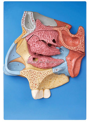 Advanced PVC Nasal Cavity Model for Comprehensive Anatomical Understanding of Nose