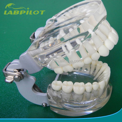 Dentistry Training Models Transparent Adult Standard Tooth Column Model Standard Size