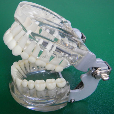 Dentistry Training Models Transparent Adult Standard Tooth Column Model Standard Size