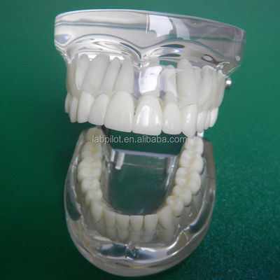 Dentistry Training Models Transparent Adult Standard Tooth Column Model Standard Size