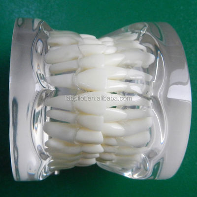 Dentistry Training Models Transparent Adult Standard Tooth Column Model Standard Size