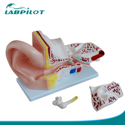 4 Parts Giant Ear Model Anatomical Demonstration for Medical Science Demonstration
